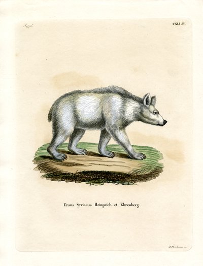 Syrischer Braunbär von German School