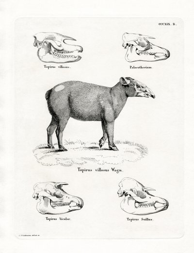 Tapir-Schädel von German School