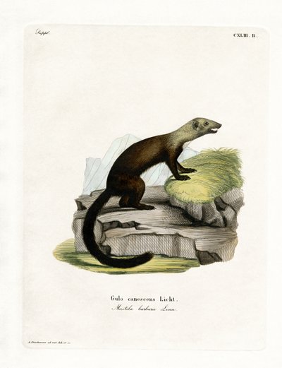Tayra von German School