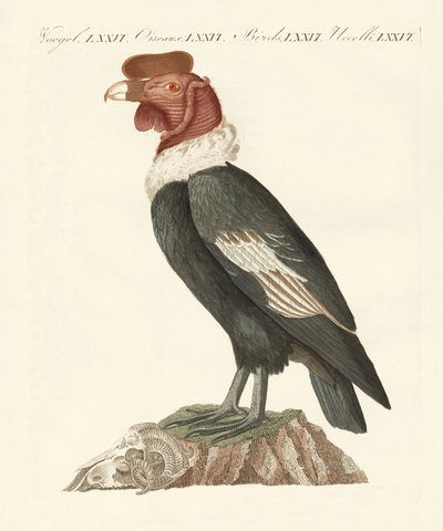 Der Kondor von German School