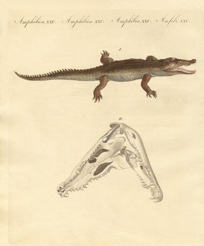 Das Krokodil von St. Domingo von German School