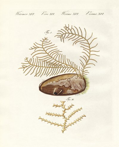 Der Sertularian-Hydroid von German School