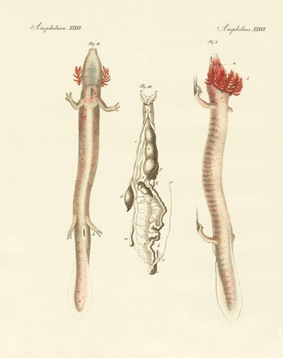Der gewundene Proteus von German School