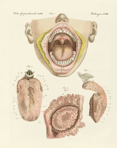 Der Geschmack (Farbstich) von German School