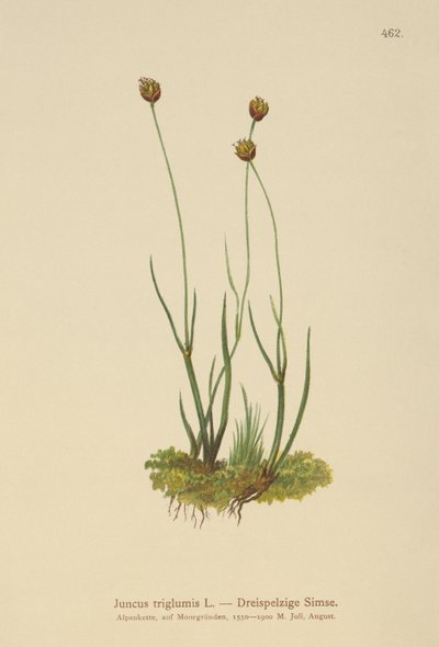 Dreihüllige Binse (Juncus triglumis) von German School