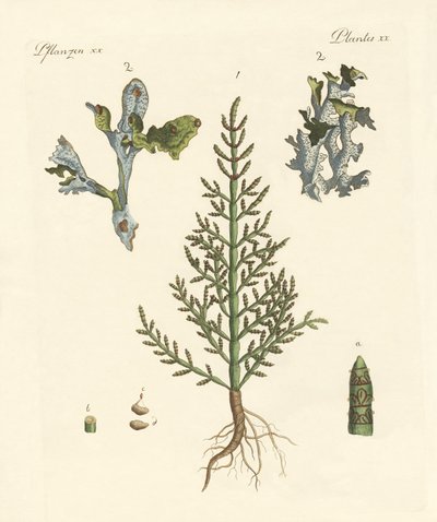 Handels- und Heilpflanzen von German School