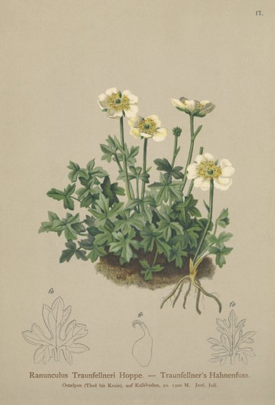 Traunfellners Hahnenfuß (Ranunculus Traunfellneri) von German School