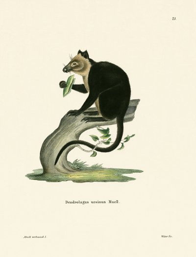 Bärenkänguru von German School