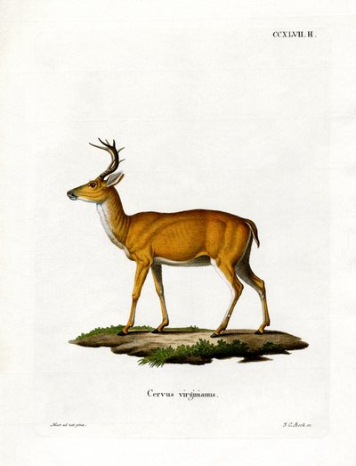 Virginiarotwild (farbige Gravur) von German School