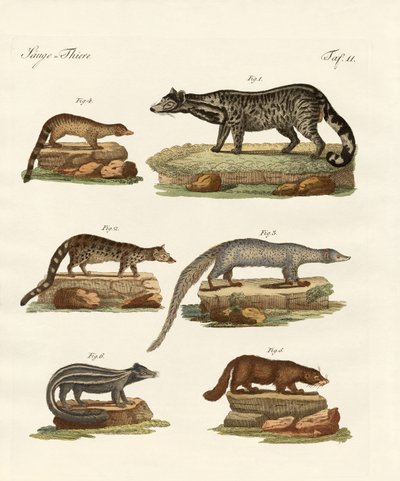 Viverras, Zibets, Stinktiere von German School