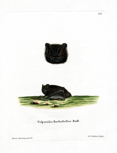 Westliche Barbastelle von German School