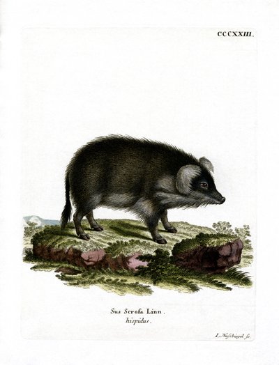 Wildschwein von German School