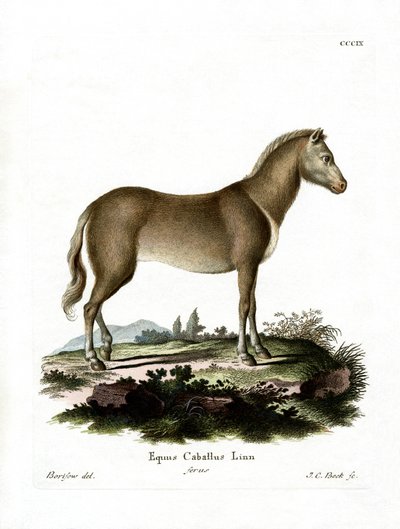 Wildpferd von German School