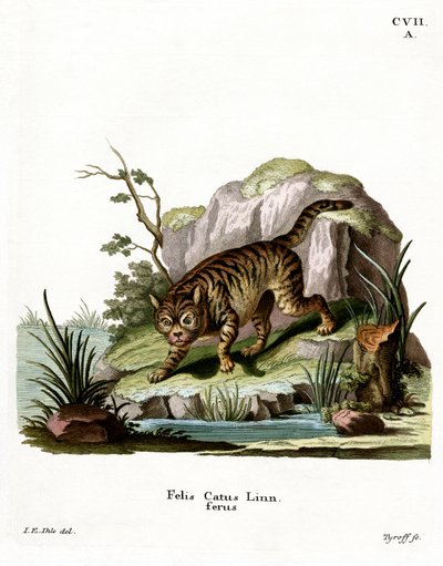 Wildkatze von German School