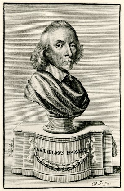 William Harvey von German School