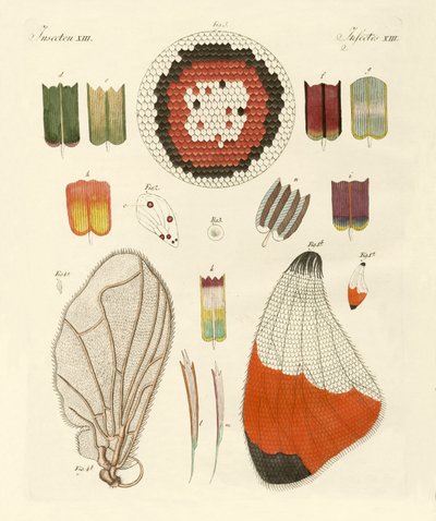 Flügel eines Schmetterlings von German School
