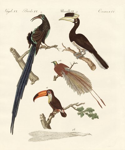 Wunderbare Vögel von German School