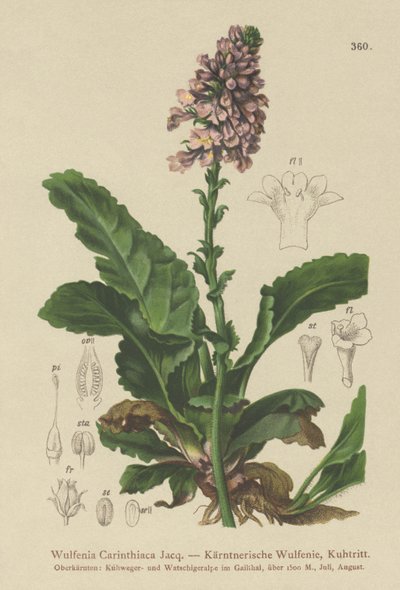 Wulfenie (Wulfenia Carinthiaca) von German School