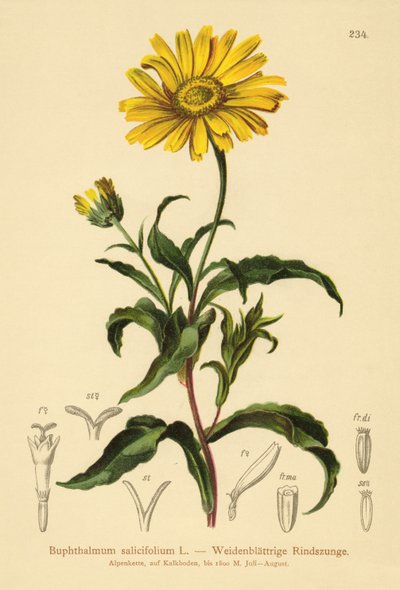 Weidenblättriges Ochsenauge (Buphthalmum salicifolium) von German School