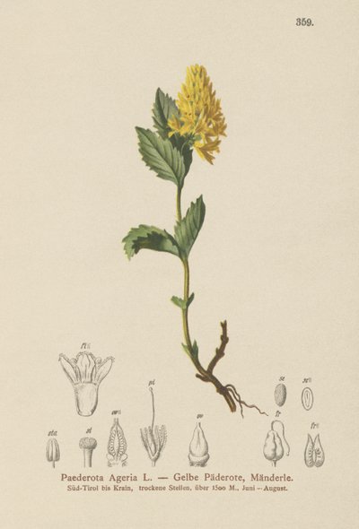 Gelbe Paederota (Paederota Ageria, Paederota lutea) von German School