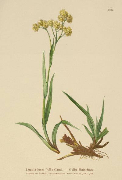 Gelbe Hainsimse (Luzula lutea) von German School