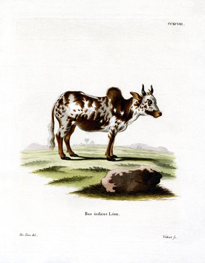 Zebu von German School