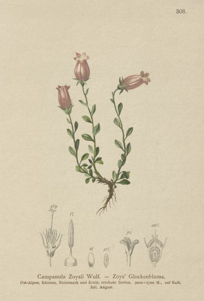 Zois-Glockenblume von German School