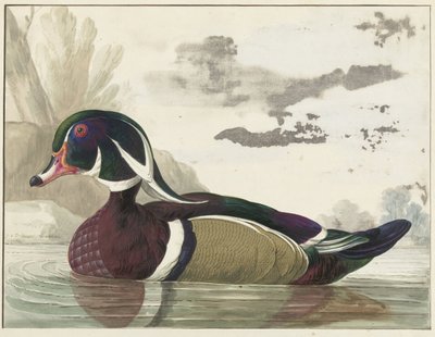 Karolinaente von Gerrit van den Heuvel