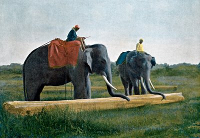 Elefanten bewegen einen Baumstamm, Ceylon, um 1890 von Gillot