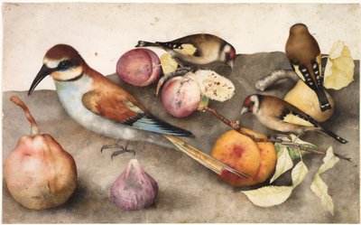 Stillleben mit Vögeln und Früchten von Giovanna Garzoni