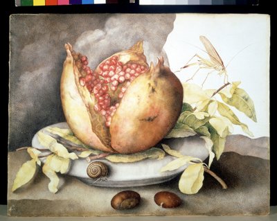 Unbekanntes Bild von Giovanna Garzoni