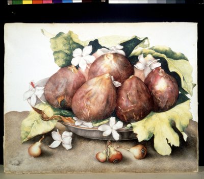 Unbekanntes Bild von Giovanna Garzoni