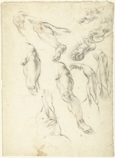 Studienblatt mit Armen und Beinen von Giovanni Alberti