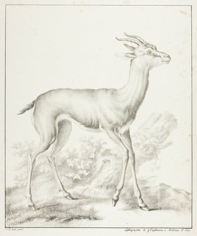 Antilope von Gottfried Engelmann