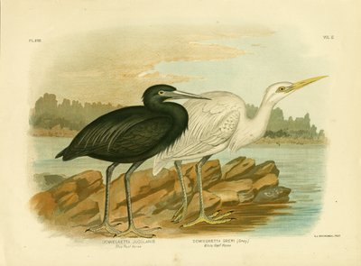 Blauer Riffreiher, 1891 von Gracius Broinowski