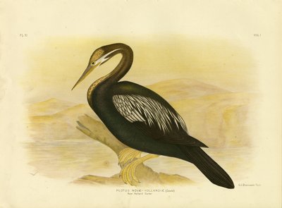 New Holland Darter, 1891 von Gracius Broinowski