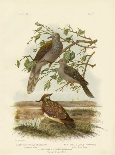 Friedliche Taube, 1891 von Gracius Broinowski