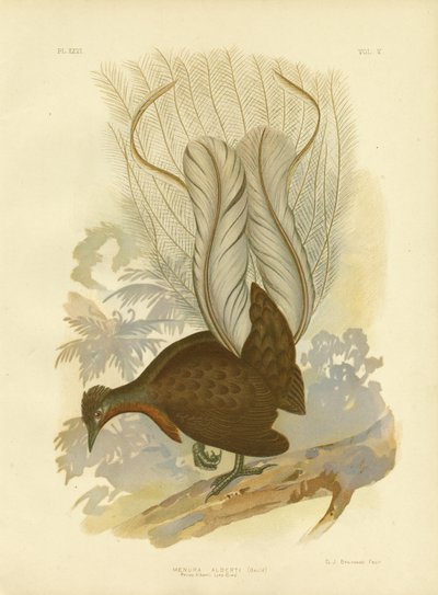 Prinz Alberts Leierschwanz, 1891 von Gracius Broinowski