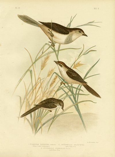 Rötlich getönter Cincloramphus oder Rötlicher Singlerche, 1891 von Gracius Broinowski
