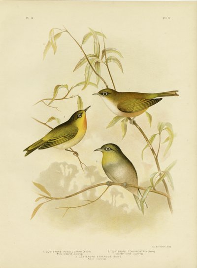 Weißbrüstiger Zosterops oder Norfolk-Weißauge, 1891 von Gracius Broinowski