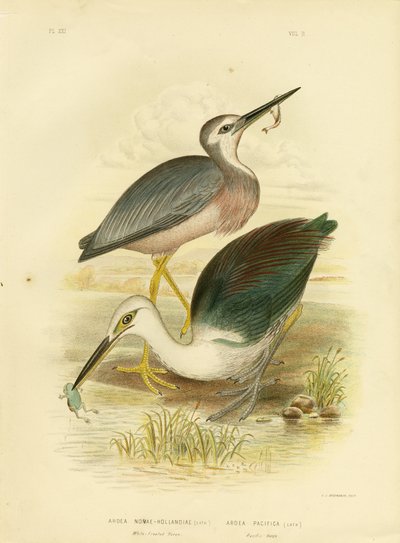 Weißgesichtreiher, 1891 von Gracius Broinowski