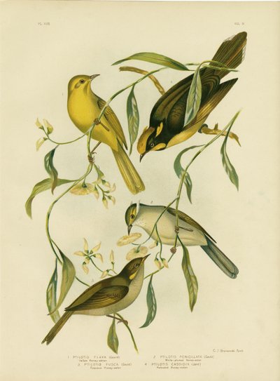 Gelber Honigfresser, 1891 von Gracius Broinowski