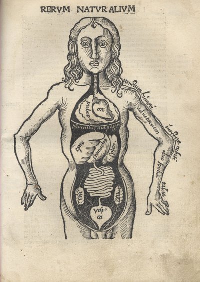 Margarita Philosophica. Anatomie, 1504 von Gregor Reisch