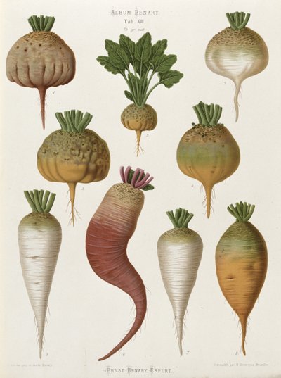 Rüben, aus dem "Album Benary", Tab. XIII von Guillaume Severeyns