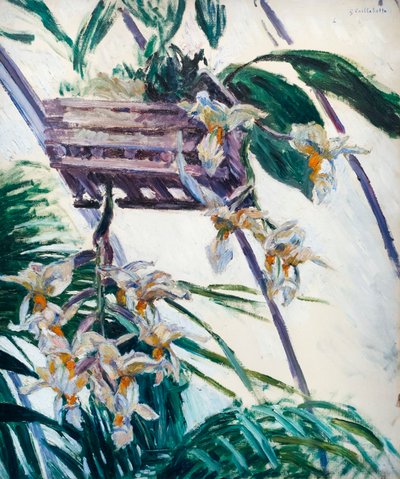 Orchideen von Gustave Caillebotte
