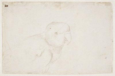 Wellensittich von Hans Baldung Grien