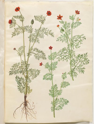 Adonis annua (Herbst-Adonis); Adonis aestivalis (Sommer-Adonis) von Hans Simon Holtzbecker