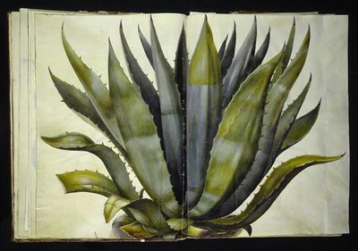 Agave americana (gewöhnliche Agave) von Hans Simon Holtzbecker