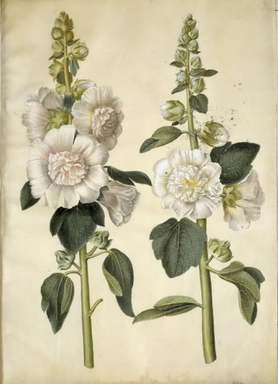 Stockrose von Hans Simon Holtzbecker