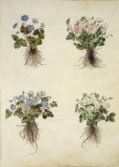 Leberblümchen (blaue Anemone) von Hans Simon Holtzbecker
